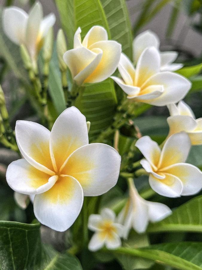 Aloha Villas - Modern Villas With Private Pool And Lush Gardens Kuta  外观 照片